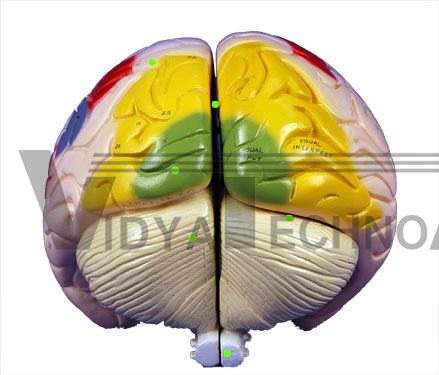 Large Brain-Posterior View